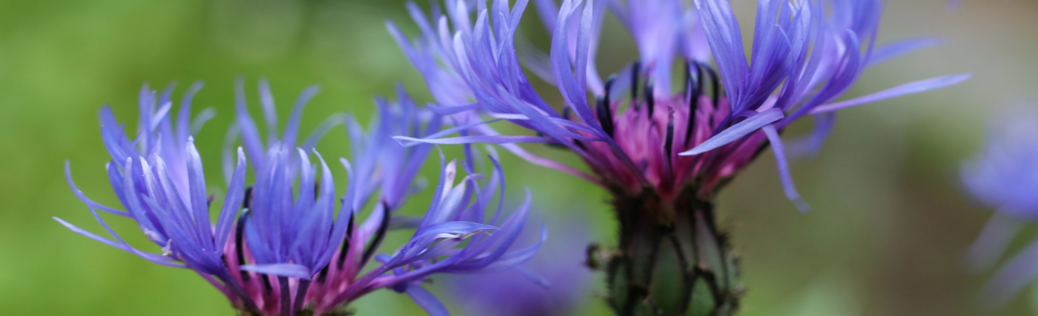 Особенности тонизирующих средств