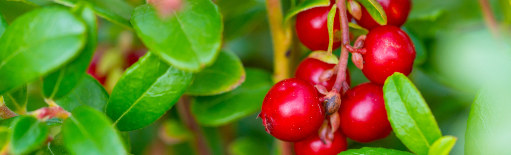 Основные признаки