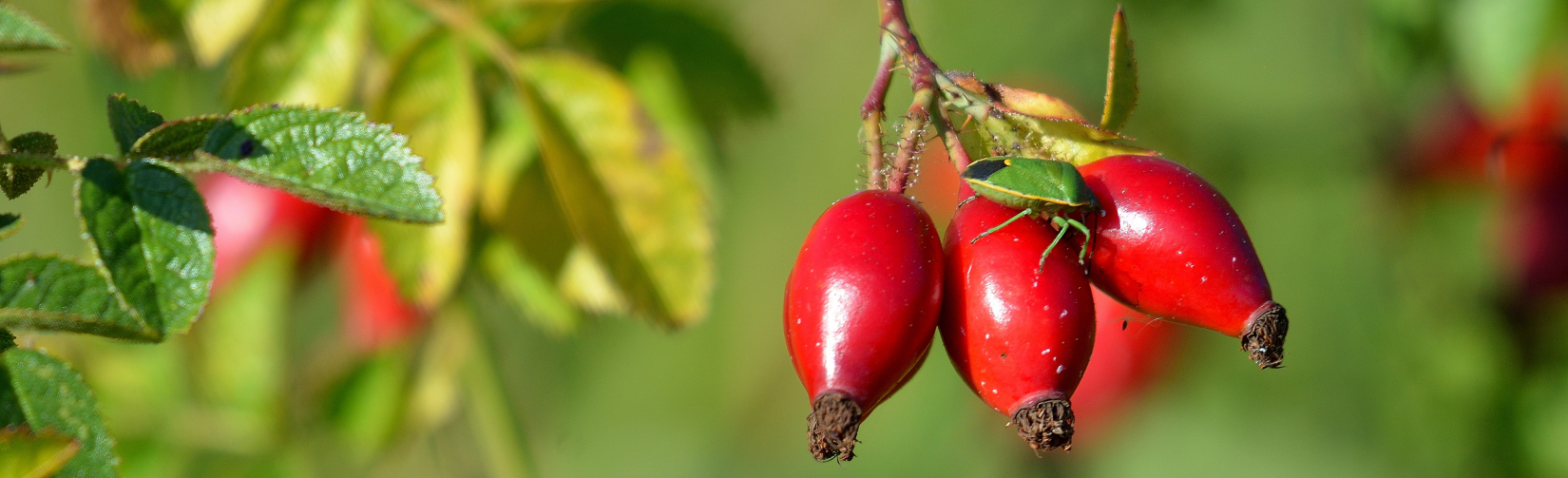 Основные признаки