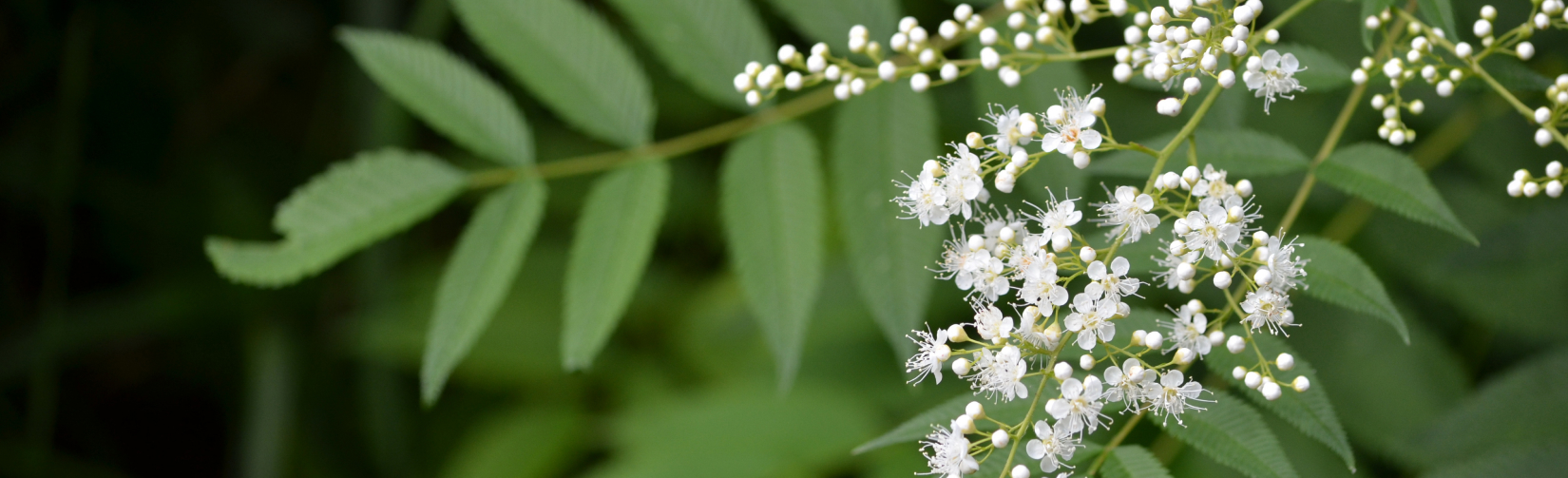 Основные признаки