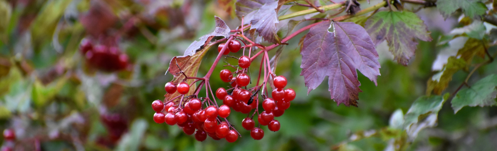 Основные признаки