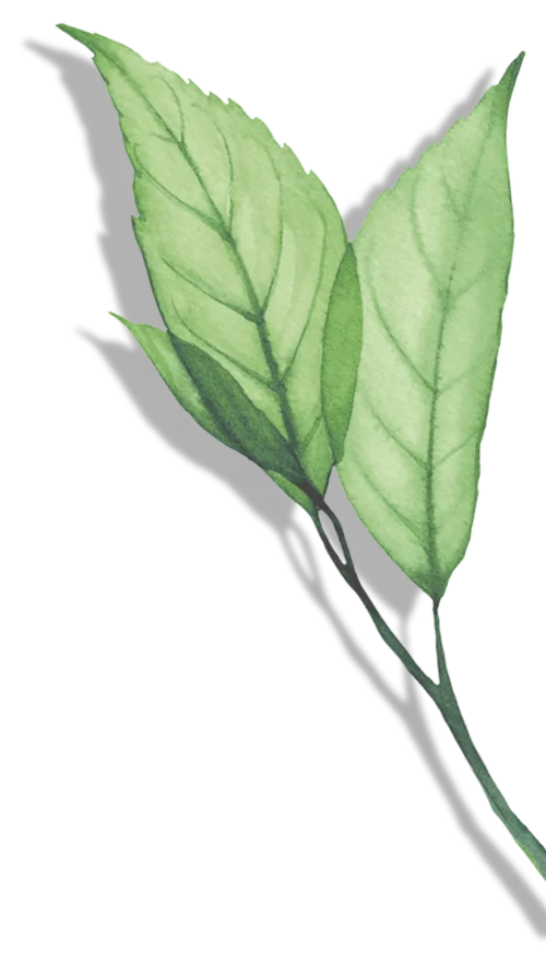 leaf
