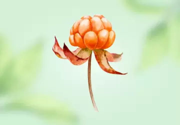 Картинка Морошка