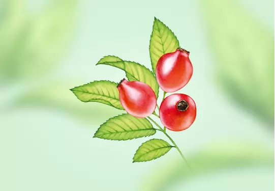 Картинка Шиповник