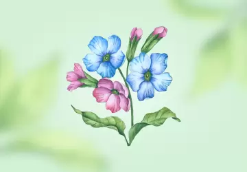 Картинка Медуница