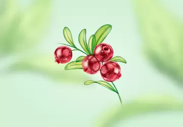 Картинка Экстракт брусники