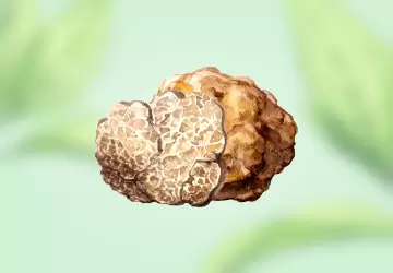 Картинка Экстракт белого трюфеля
