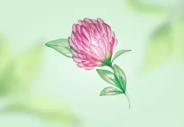 Картинка Экстракт клевера