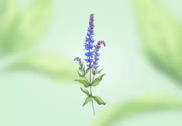 Картинка Экстракт шалфея