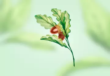 Картинка Экстракт коры дуба
