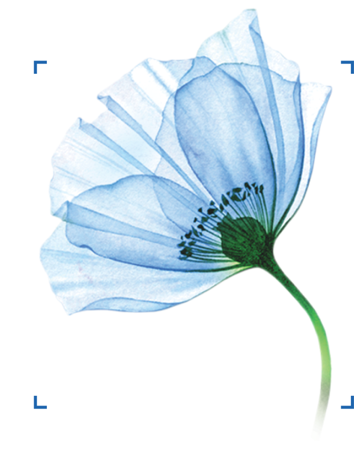 flower vasilek